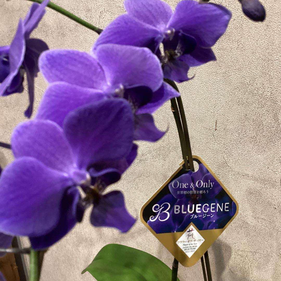 現品❗️超希少❗️胡蝶蘭❤️ブルージーン 1本立