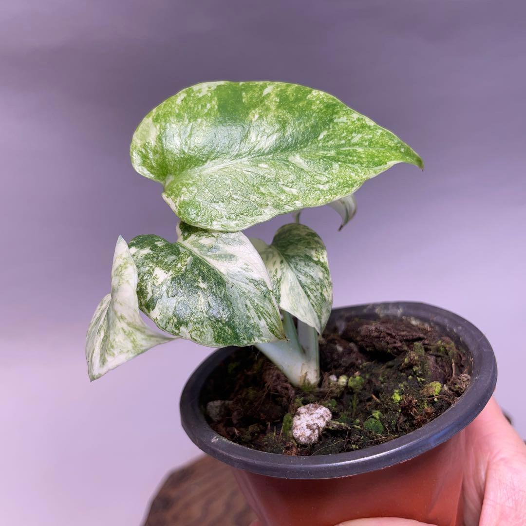 q24モンステラ デリシオーサ レガシー 斑入り - メルカリ