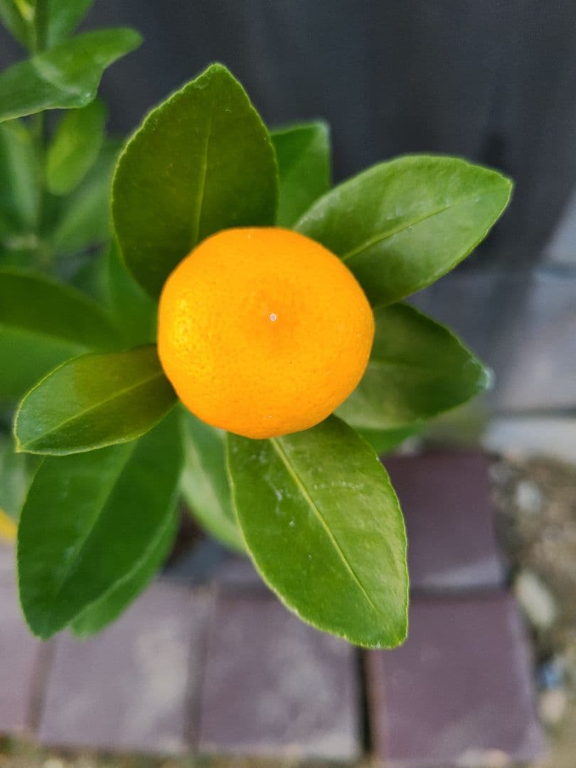 タチバナ（橘）実付き大株 5号P 接木3年生苗｜日本固有柑橘・耐寒性◎ 現品発送 hanahirobaonline_kankitsu-