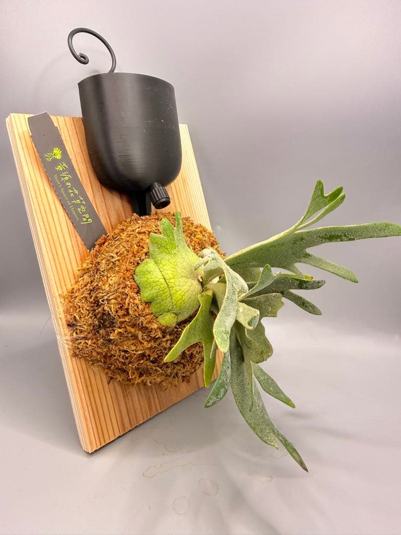 ビカクシダ willinckii Golden Boy sporeling 金童 - メルカリ