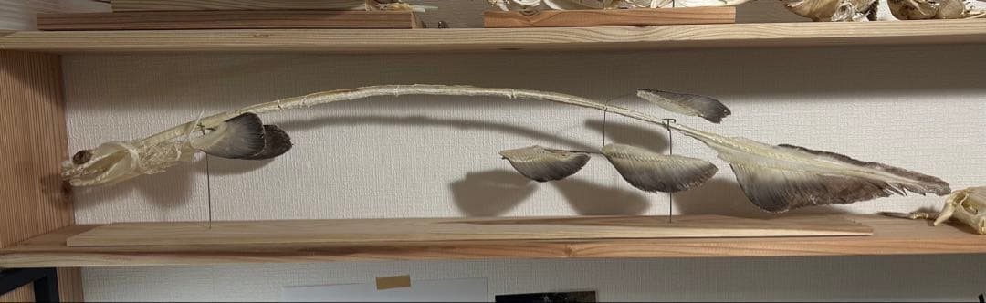 ラブカ 全身骨格 - メルカリ