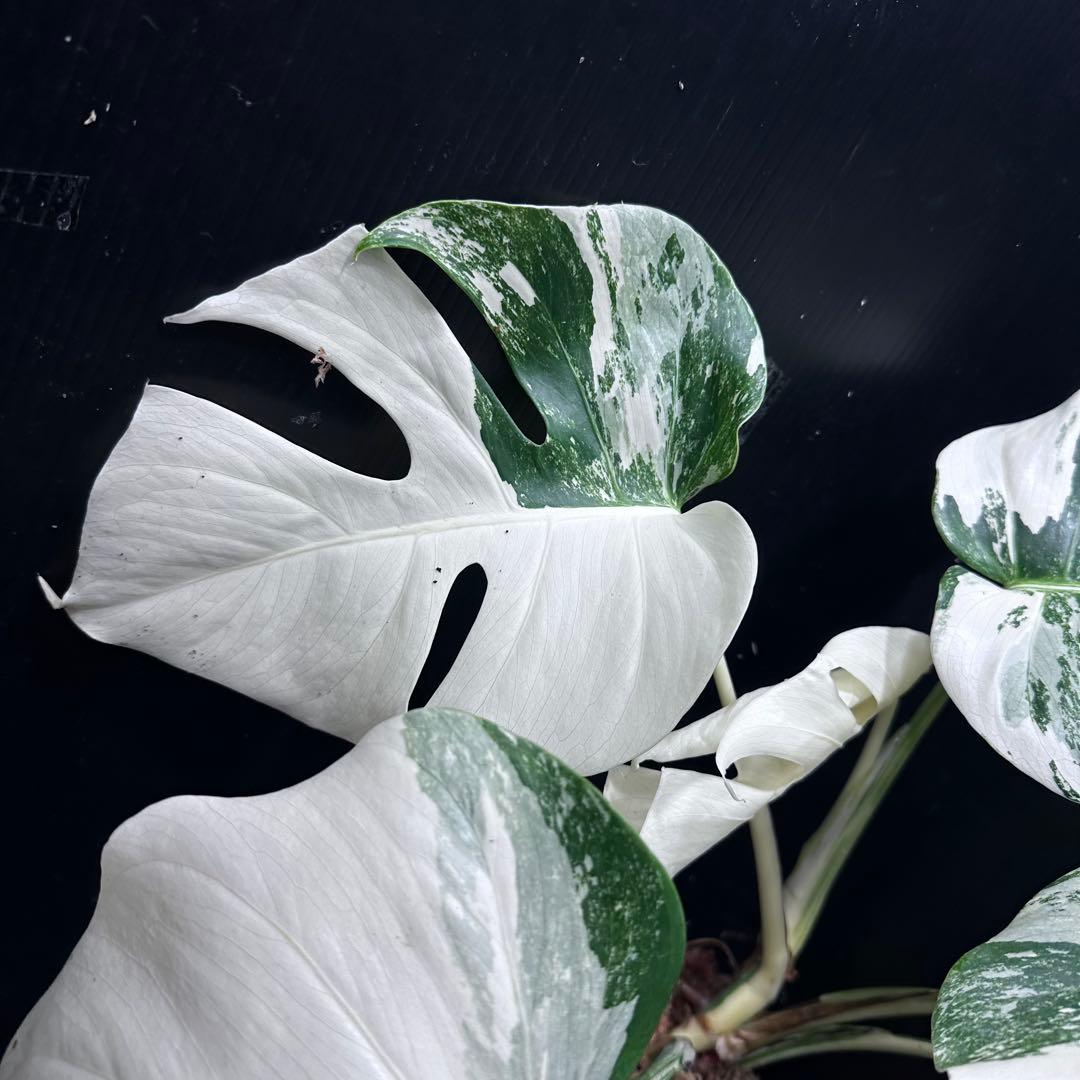 斑入りモンステラ ホワイトタイガー極美大株50cm白斑多 - メルカリ