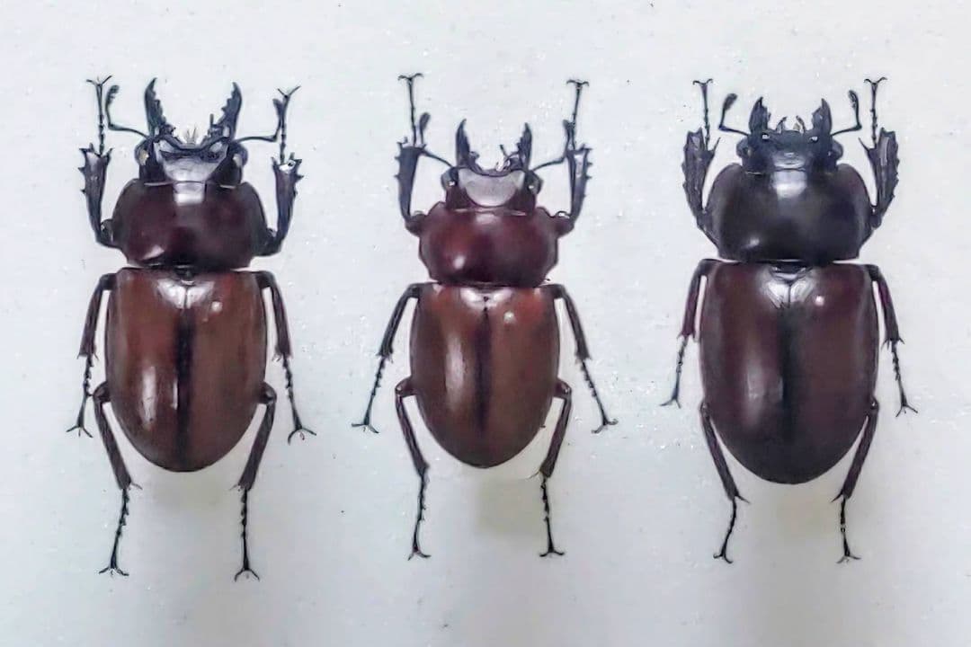 チャイロマルバネクワガタ 標本 チャイロマルバネクワガタ ♂31.3mm 石垣島 - Insect Islands 〜南の島