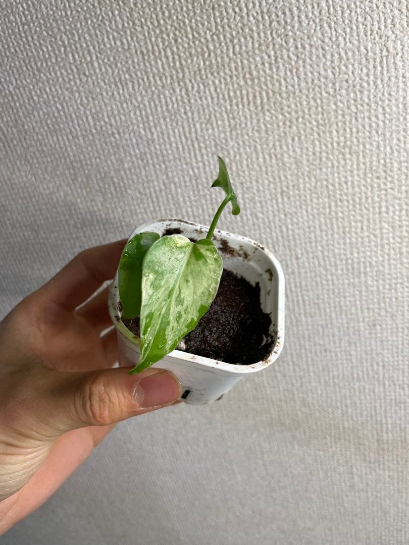 あ*ん様 モンステラ　デリシオーサ　バルバソー Monstera Deliciosa 'Burbasaur' モンステラデリシオーサバルバソー