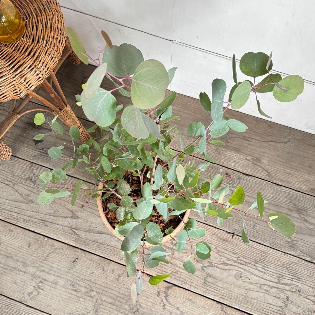 ユーカリ イタリア製テラコッタ鉢植え ポポラス シルバーリーフ - メルカリ