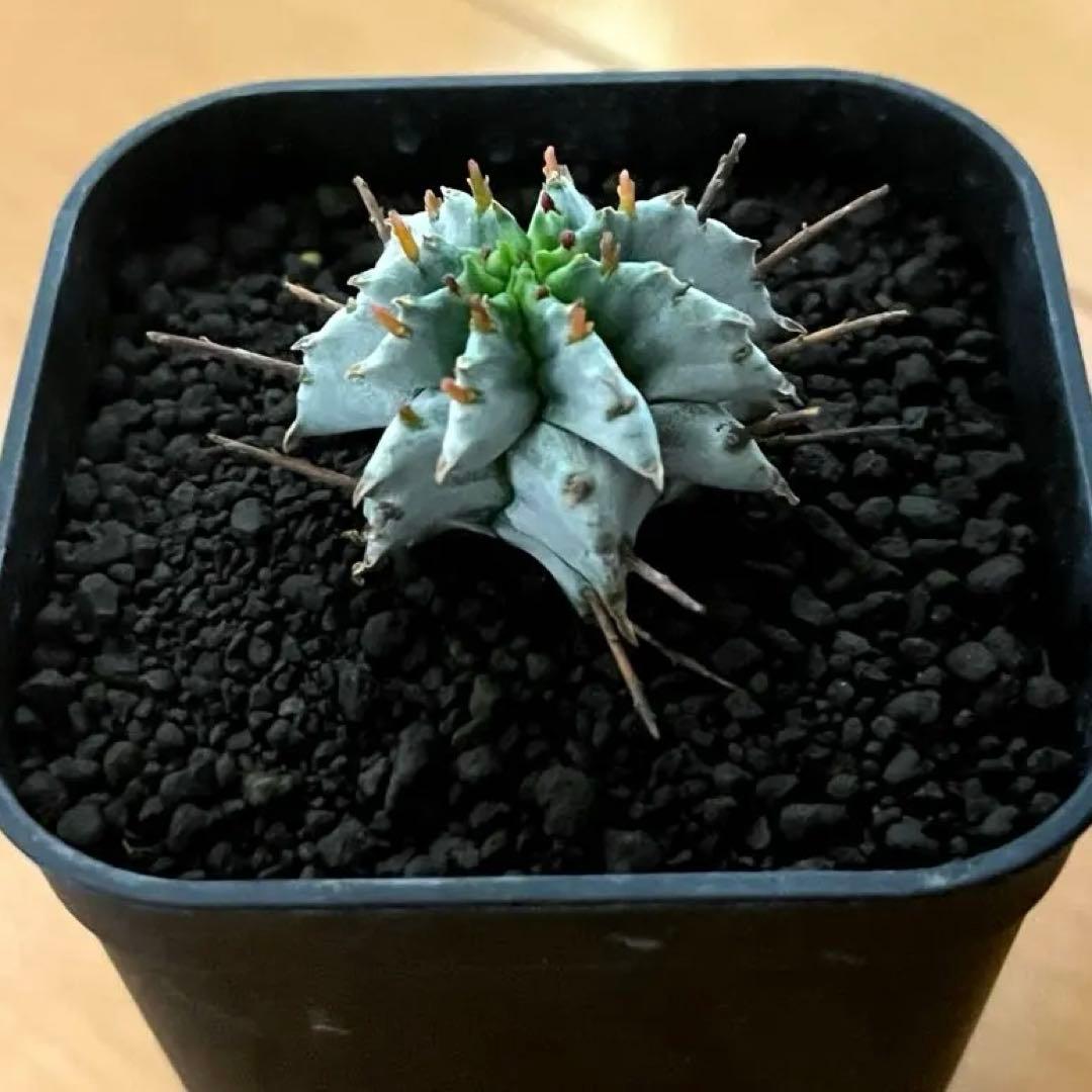 ユーフォルビアホリダ 勝岡アルバ 純血統 極上 雌株 カキ子SSSランク