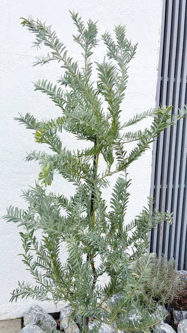 超逸品。アカシア ブルーブッシュ 2.0M(鉢底から) 品番B