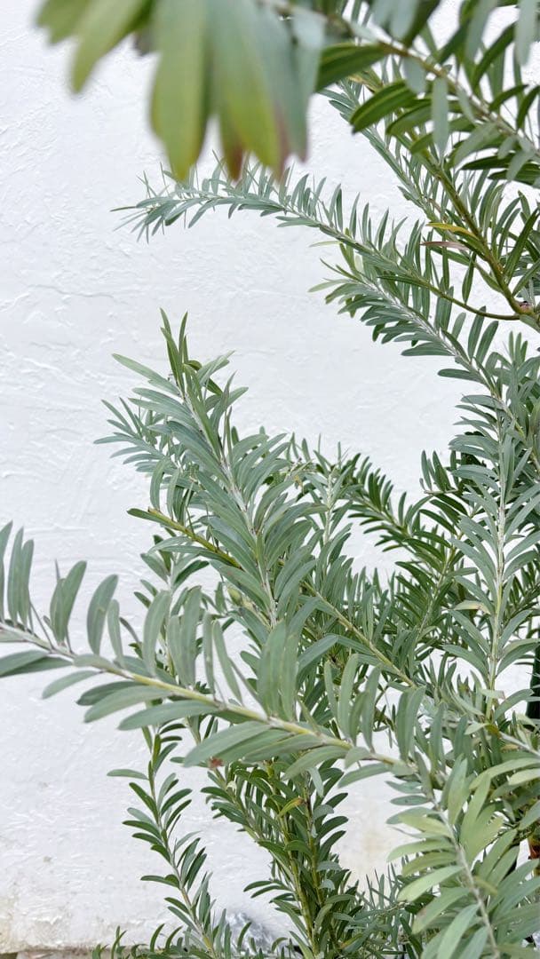 超逸品。アカシア ブルーブッシュ 2.0M(鉢底から) 品番B