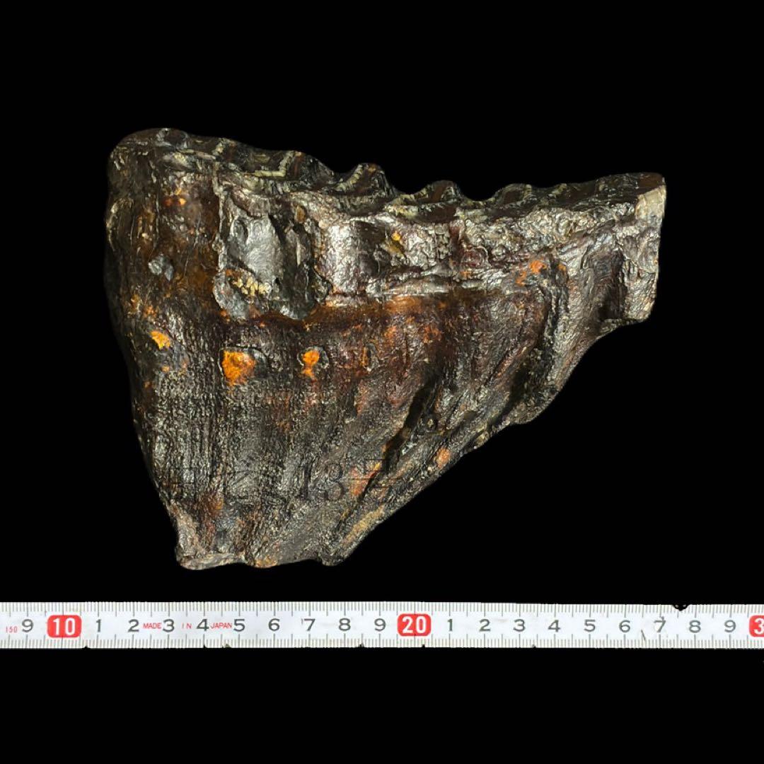 ナウマンゾウ 臼歯 化石 標本 コレクション - メルカリ