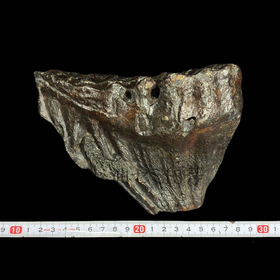 ナウマンゾウ 臼歯 化石 標本 コレクション - メルカリ