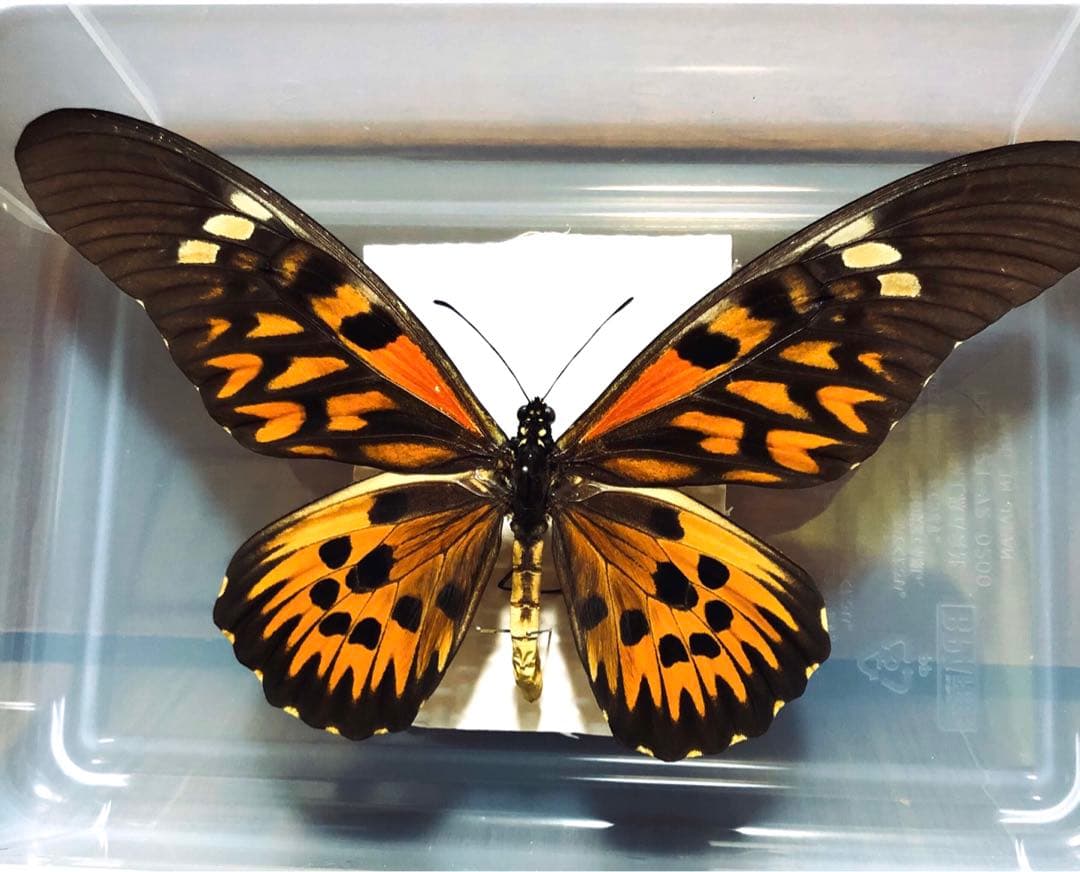 蝶標本】ドルーリーオオアゲハ - メルカリ