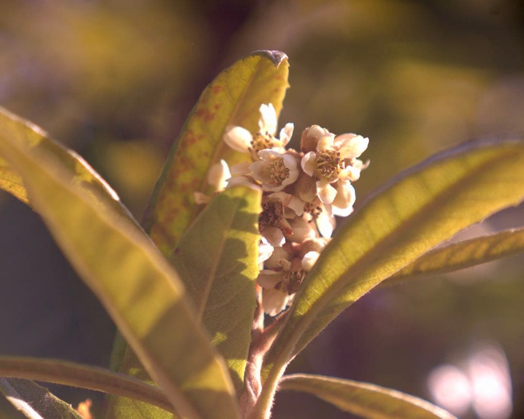 希少❗️業務用レンズFAX-KOWA 1:4.5/112B を改造　日本の興和製