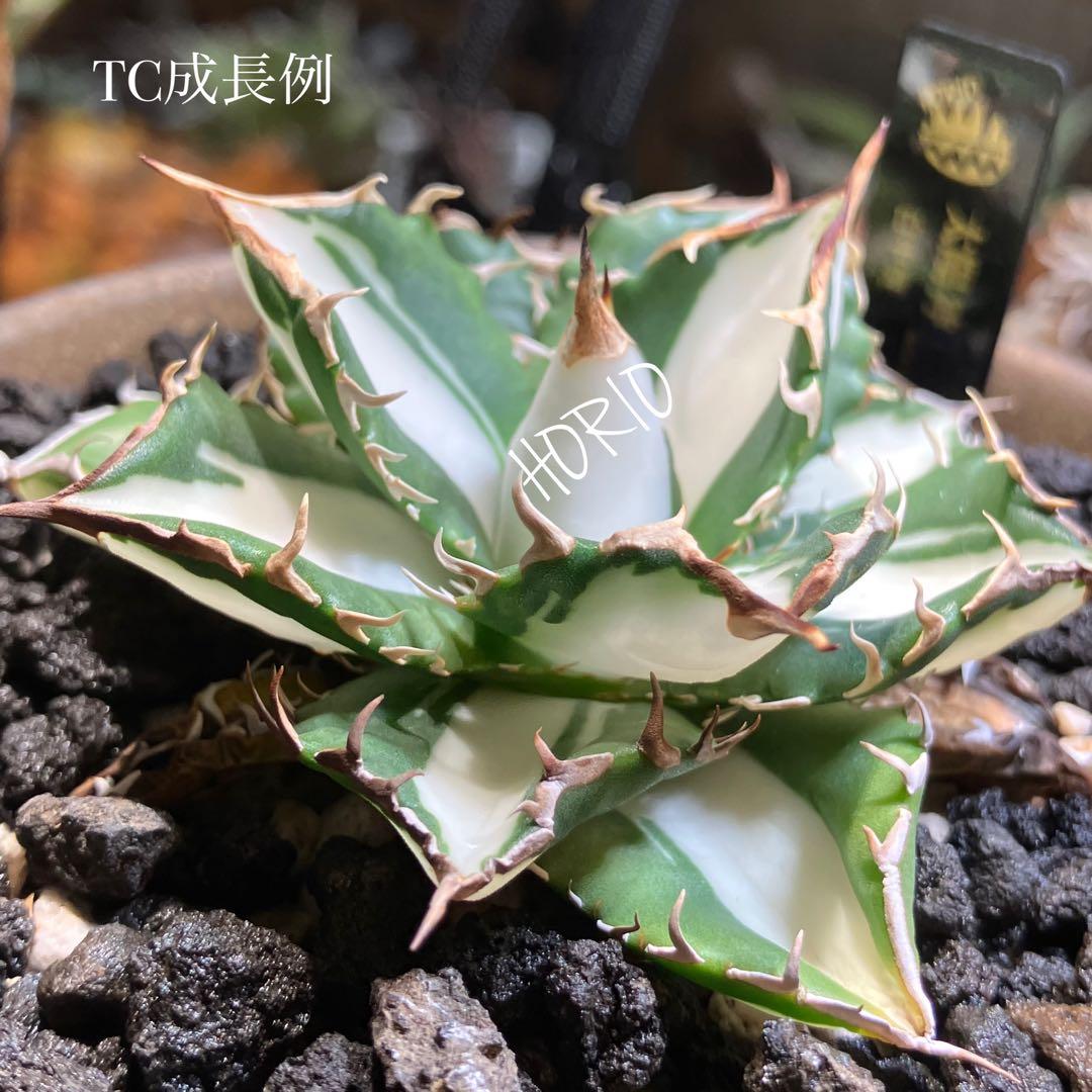 T*T様 オークション【鉢ごと発送】発根済み アガベ チタノタ 太陽神錦