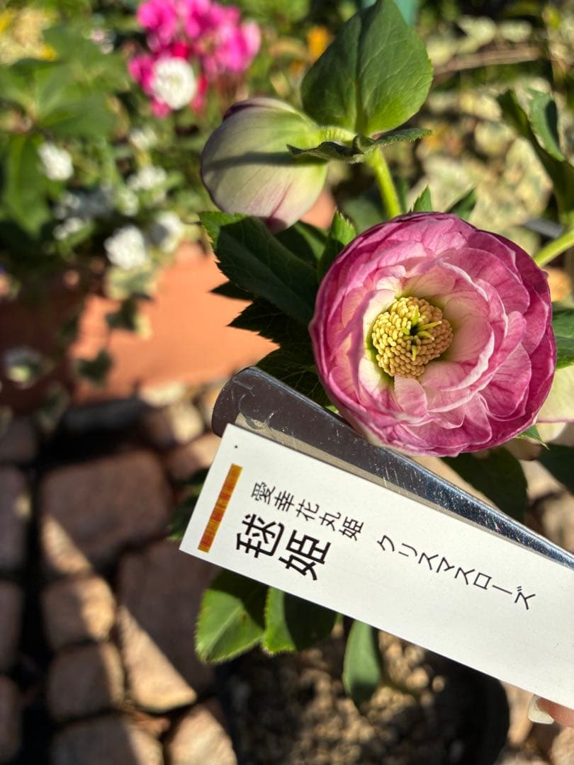 ♡認定♡毬姫　コロコロ咲き