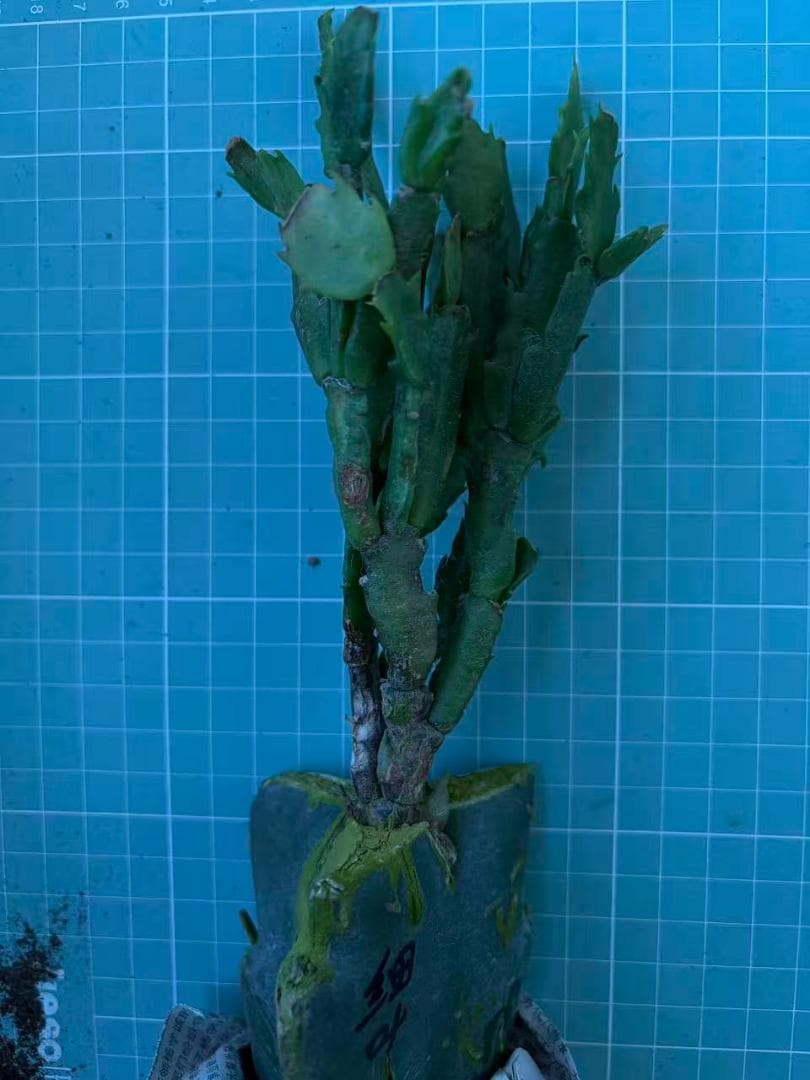 クラウン様専用】シャコバサボテン 赤羽＋黄羽＋バハ 接木 - メルカリ