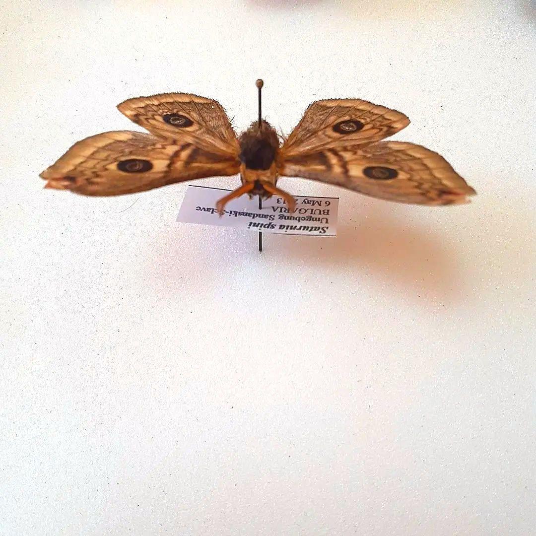 外国産蛾標本 クジャクヤママユ spini 蝶標本 貴重な野外品 - メルカリ