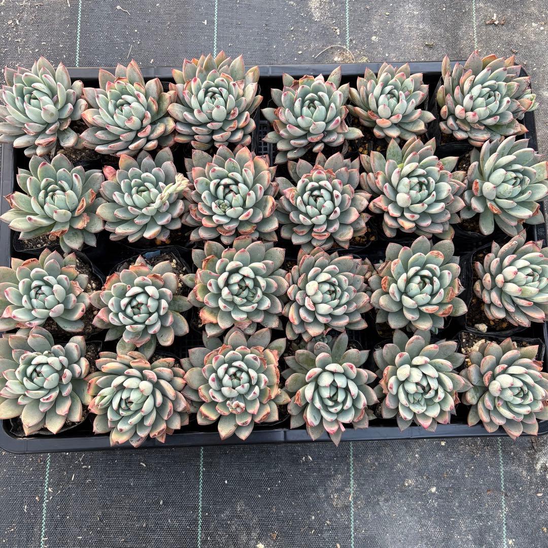 ☆彩乃助☆様 おまとめ追加用