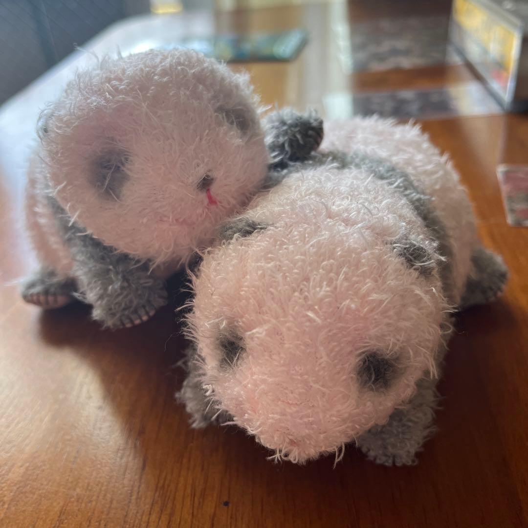 ほんとの大きさパンダの仔 暁暁(シャオシャオ) 蕾蕾（レイレイ