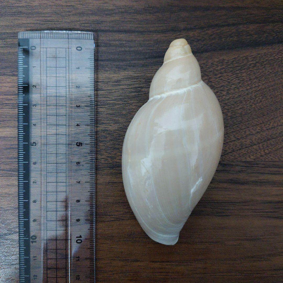 ミガキコオロギボラ 貝殻 標本 - メルカリ