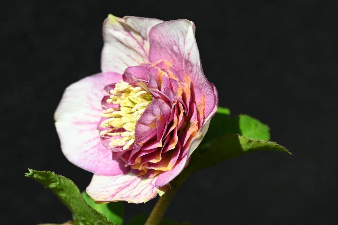 クリスマスローズ 最高級！認定アンティークモーリー メビウス交配