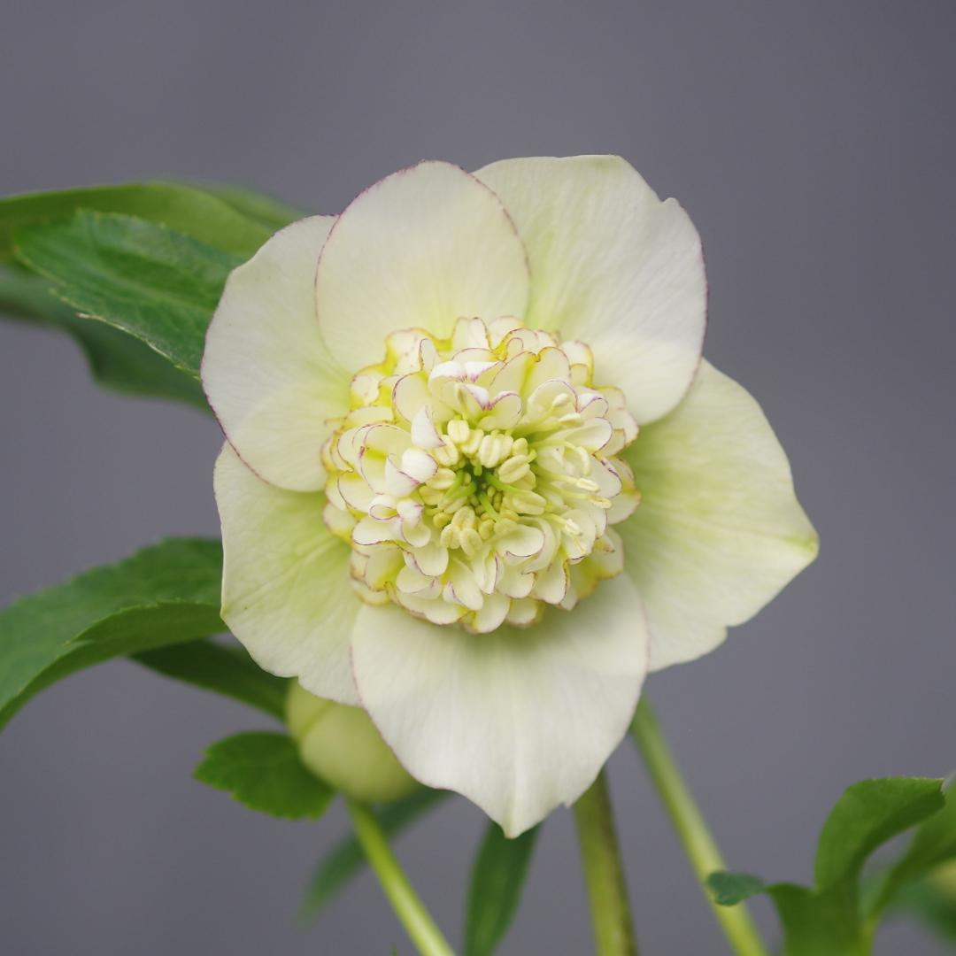 7277 認定！モーリー大株 クリスマスローズ開花 加藤農園 - メルカリ