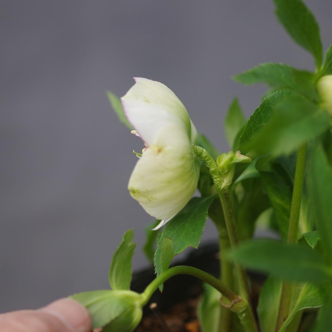 7277 認定！モーリー大株 クリスマスローズ開花 加藤農園 - メルカリ