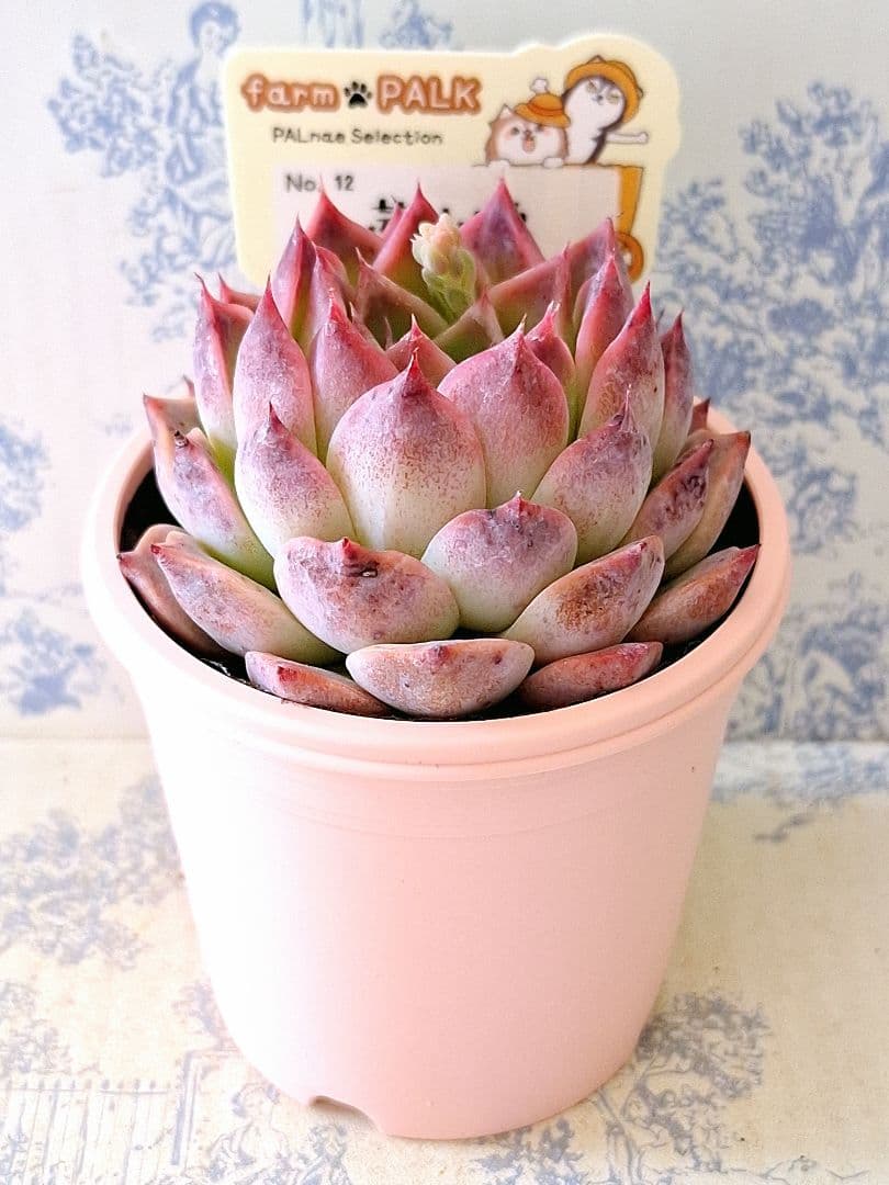 茜小鶴 札付きポットごとメルカリ便ファームパルクさん苗 - メルカリ