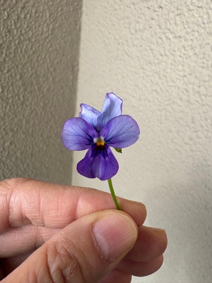 ブルージャスミンのおしゃれな鉢植え大型・スタンド付☆ LAURA ASHLEY