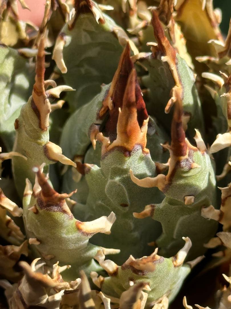 アガベ ユタエンシス エボリスピナ 陽炎 裏棘 連棘 発根済