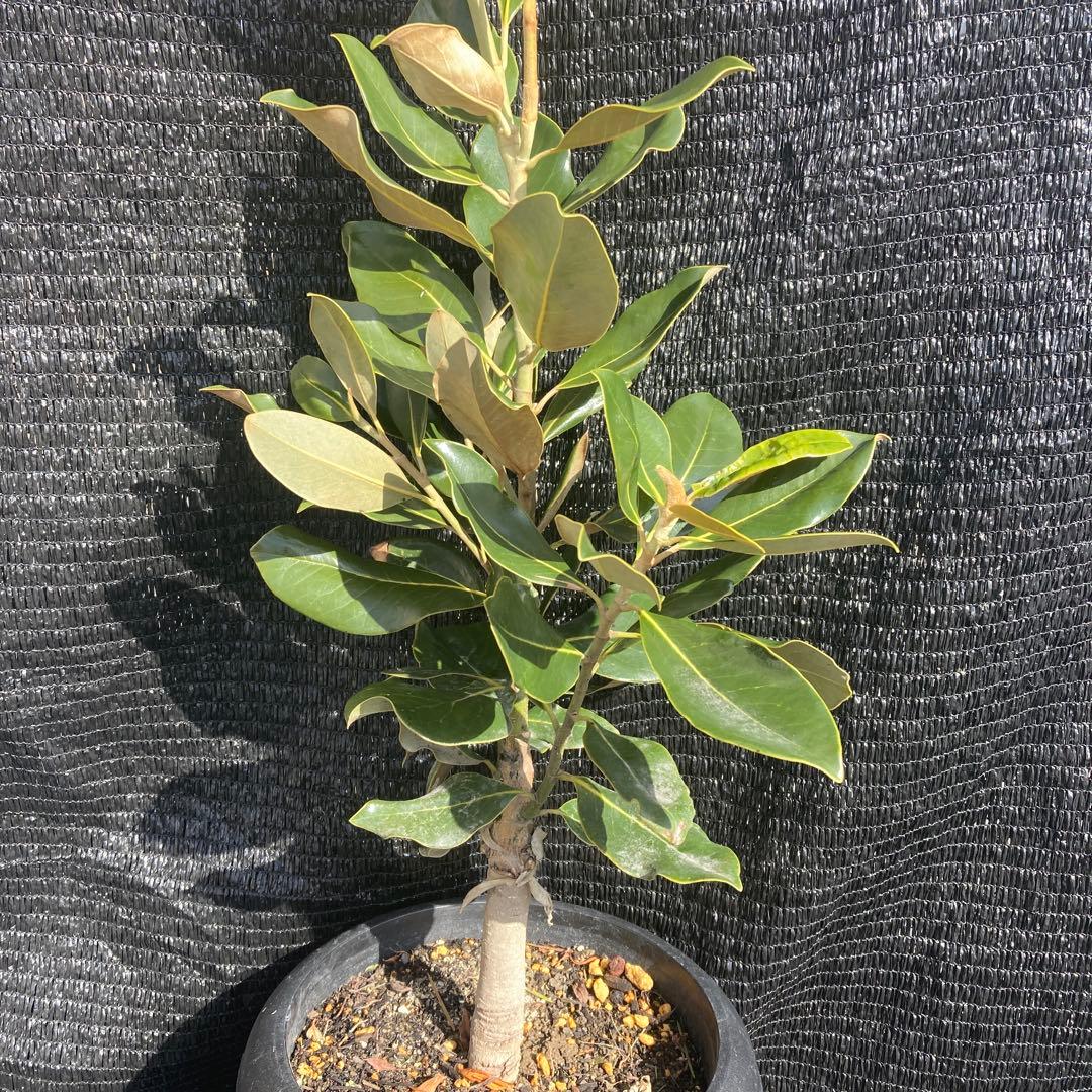 ③*:ஐ四季咲き・矮性！*:ஐ丈夫な接木・タイサンボク・苗木【リトル