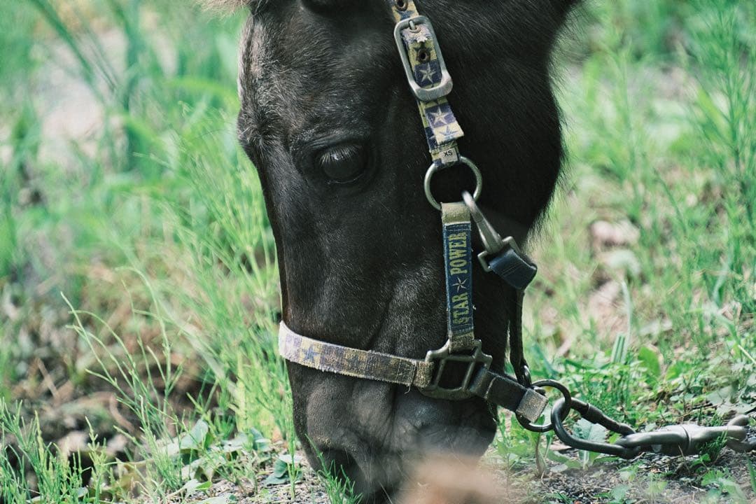 tamron 18-300 F/3.5-6.3 Di Ⅲ-A VC V XD