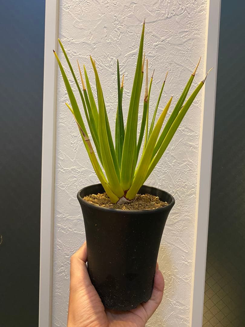 【ラスト1鉢 希少】 ドラセナ シナバリ 優良株 実生8年
