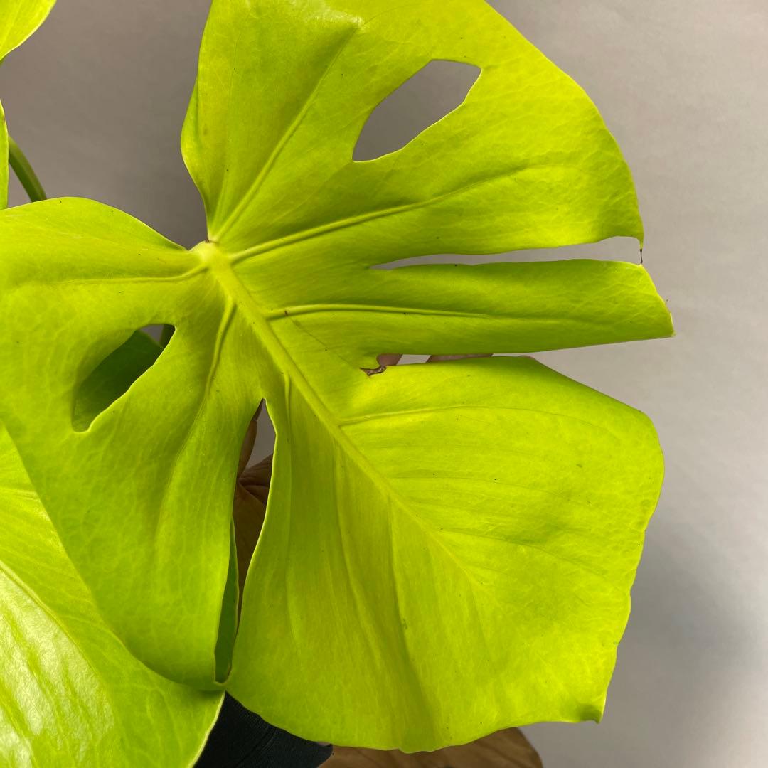p*t様 L049モンステラ 黄金葉 ゴールドリーフ フルムーンゴールド