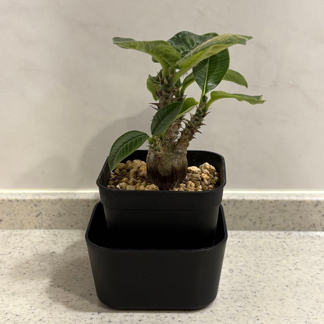 15 パキポディウム ウィンゾリー 実生 国内繁殖個体 - メルカリ