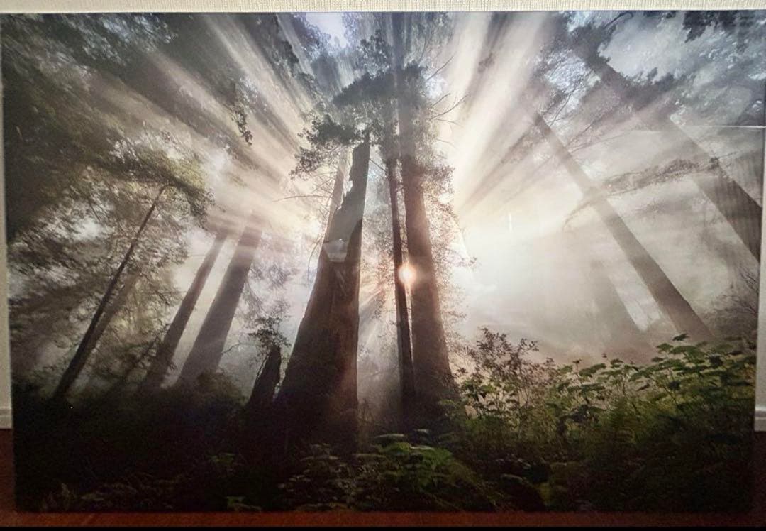 きーちゃん　YELLOWKORNER フォトアート 40283-235-