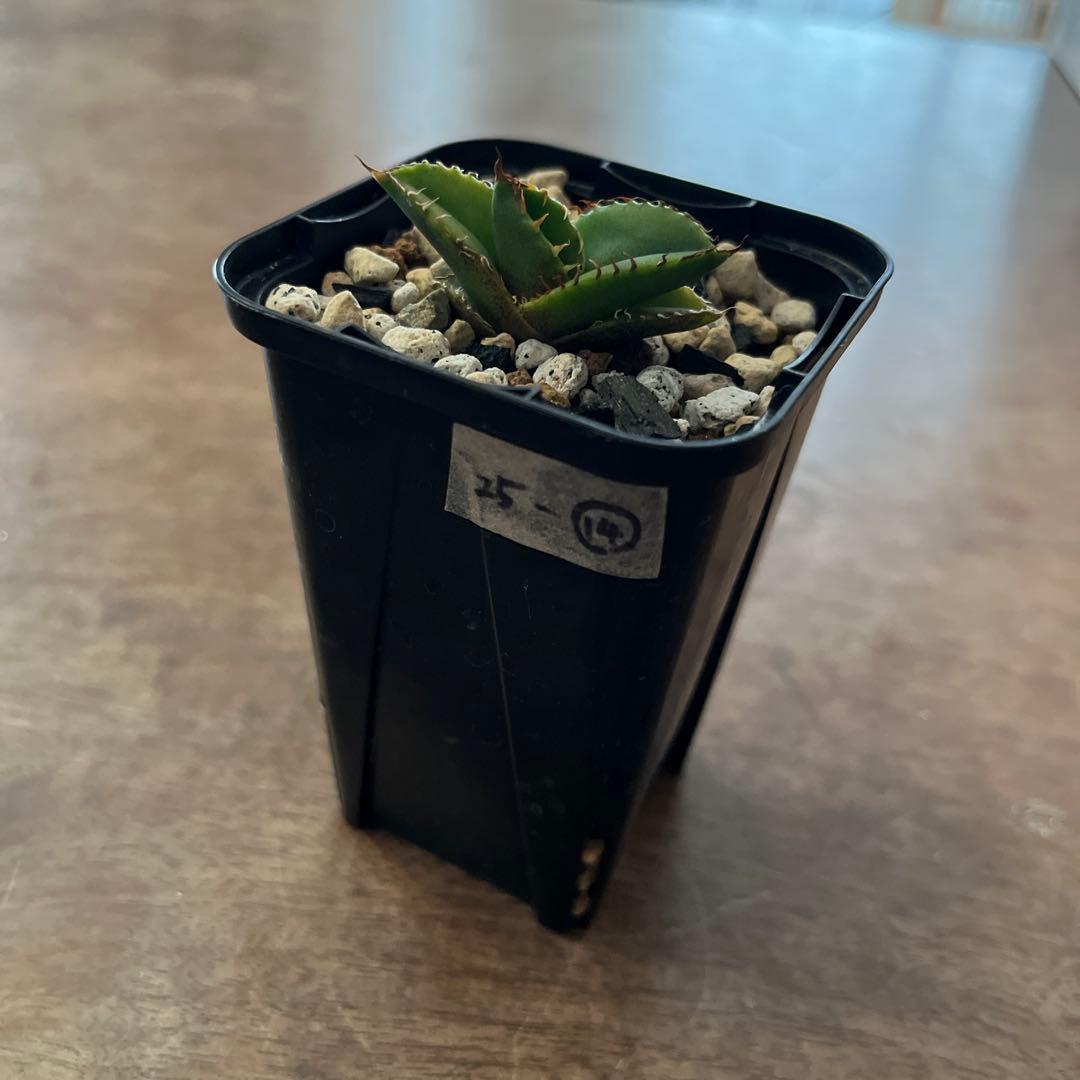 アガベ オテロイ実生 25-14 - メルカリ