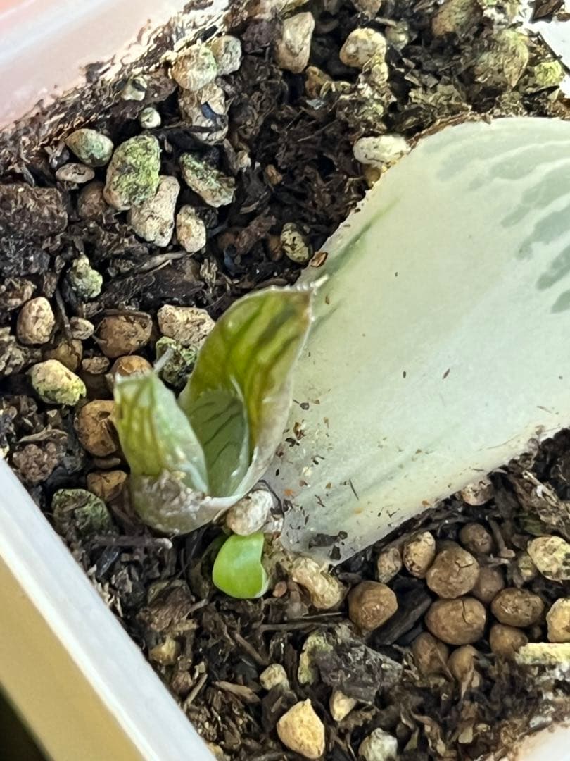 ハオルチア 白蛇伝 葉挿し苗2頭 発根発芽済み