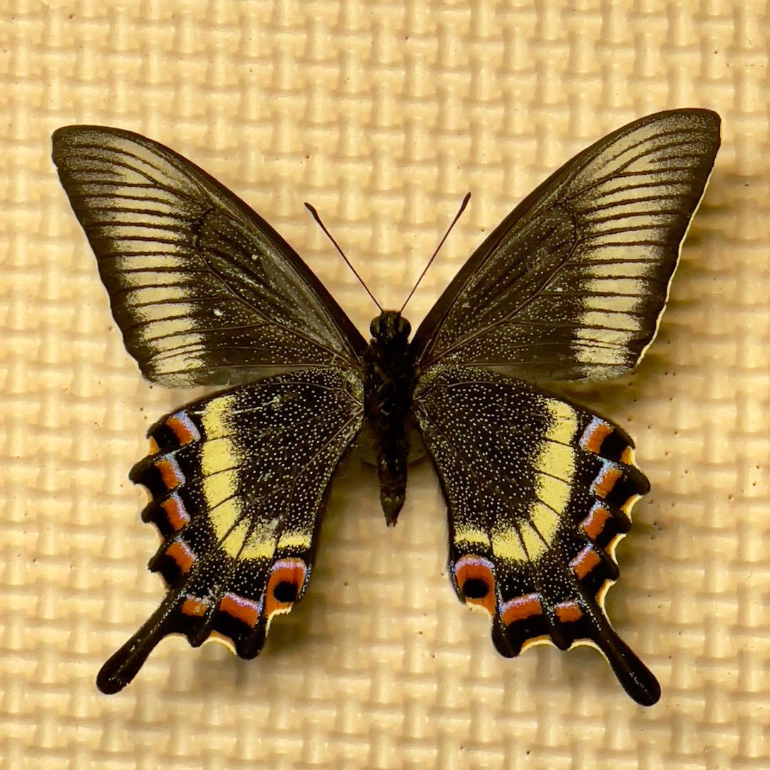 蝶標本 北海道産 格段に綺麗なミヤマカラスアゲハ春型♂ 飼育完品