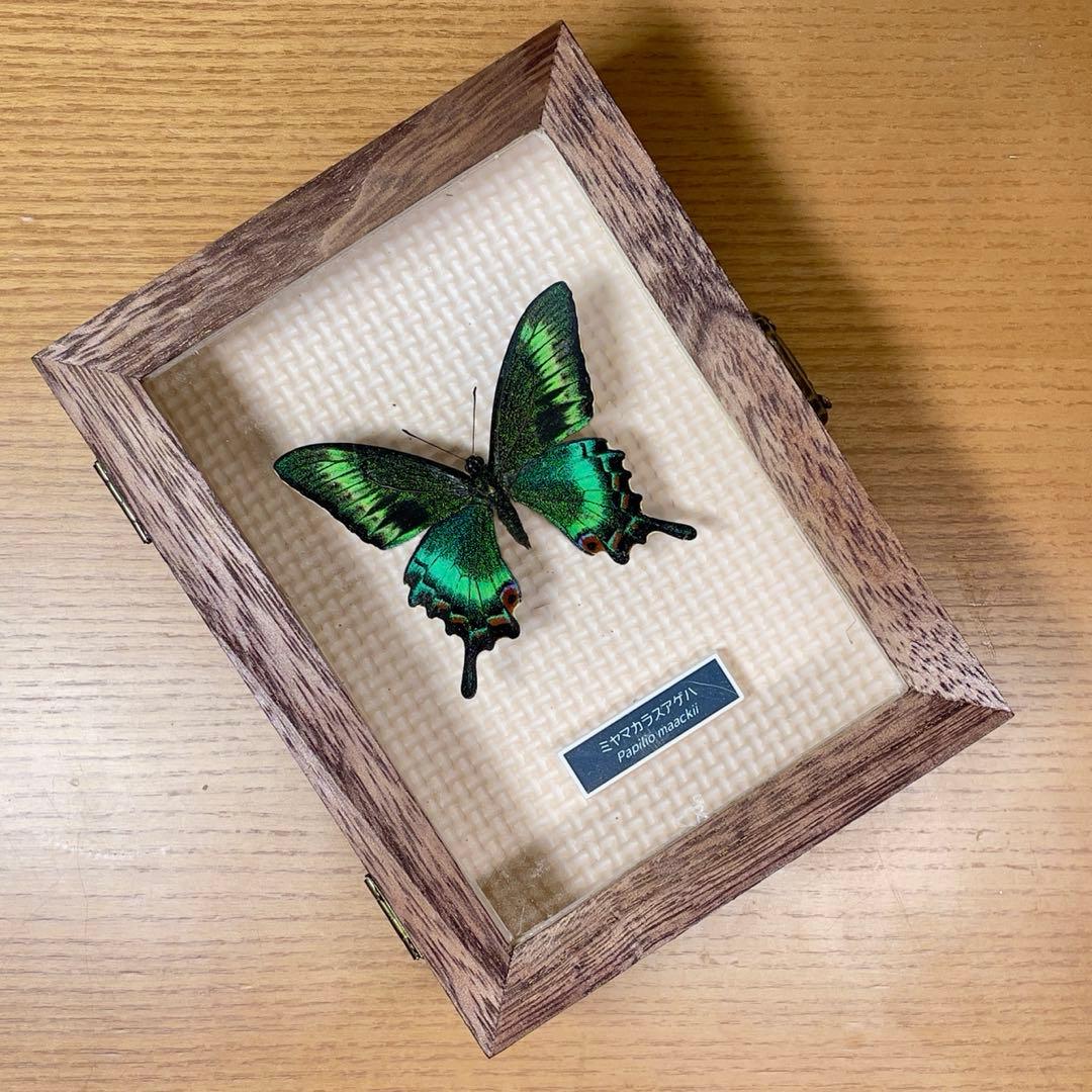 蝶標本 北海道産 格段に綺麗なミヤマカラスアゲハ春型♂ 飼育完品