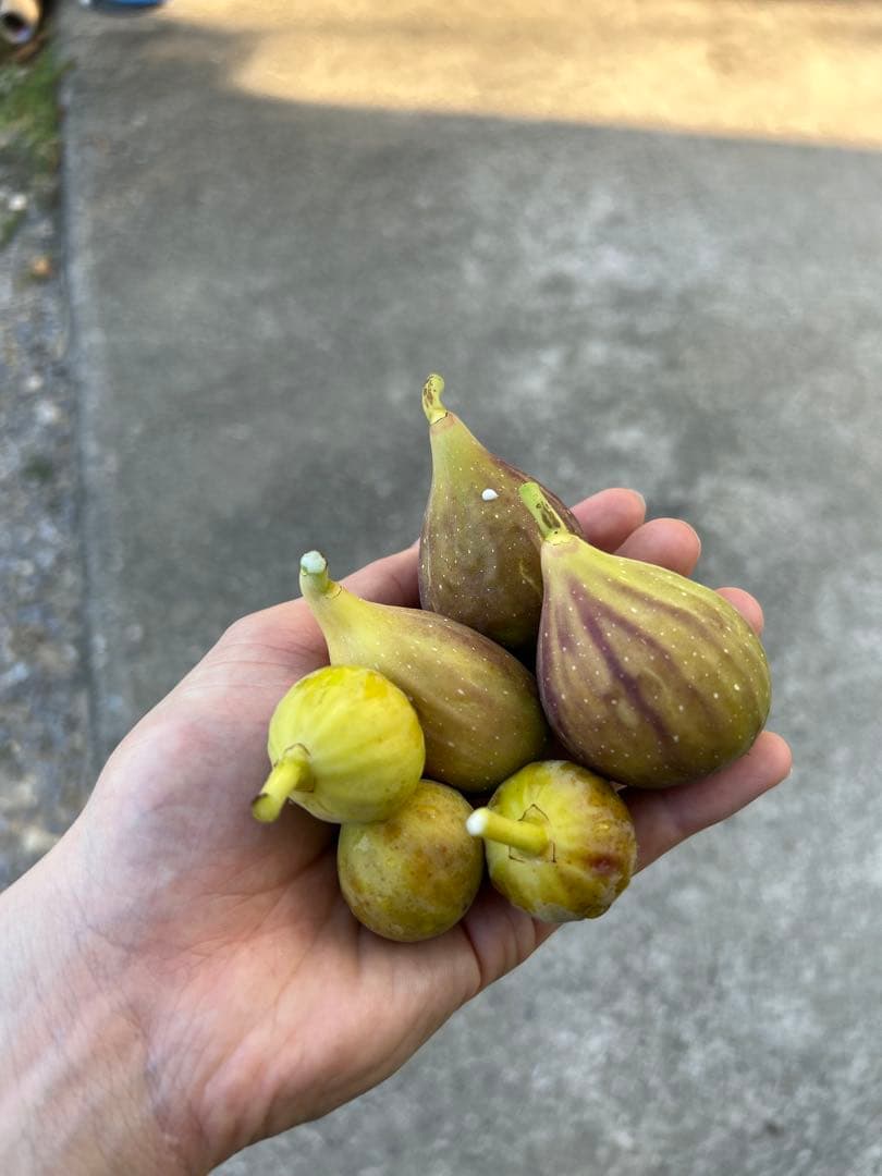 イチジク 穂木12品種セット - メルカリ