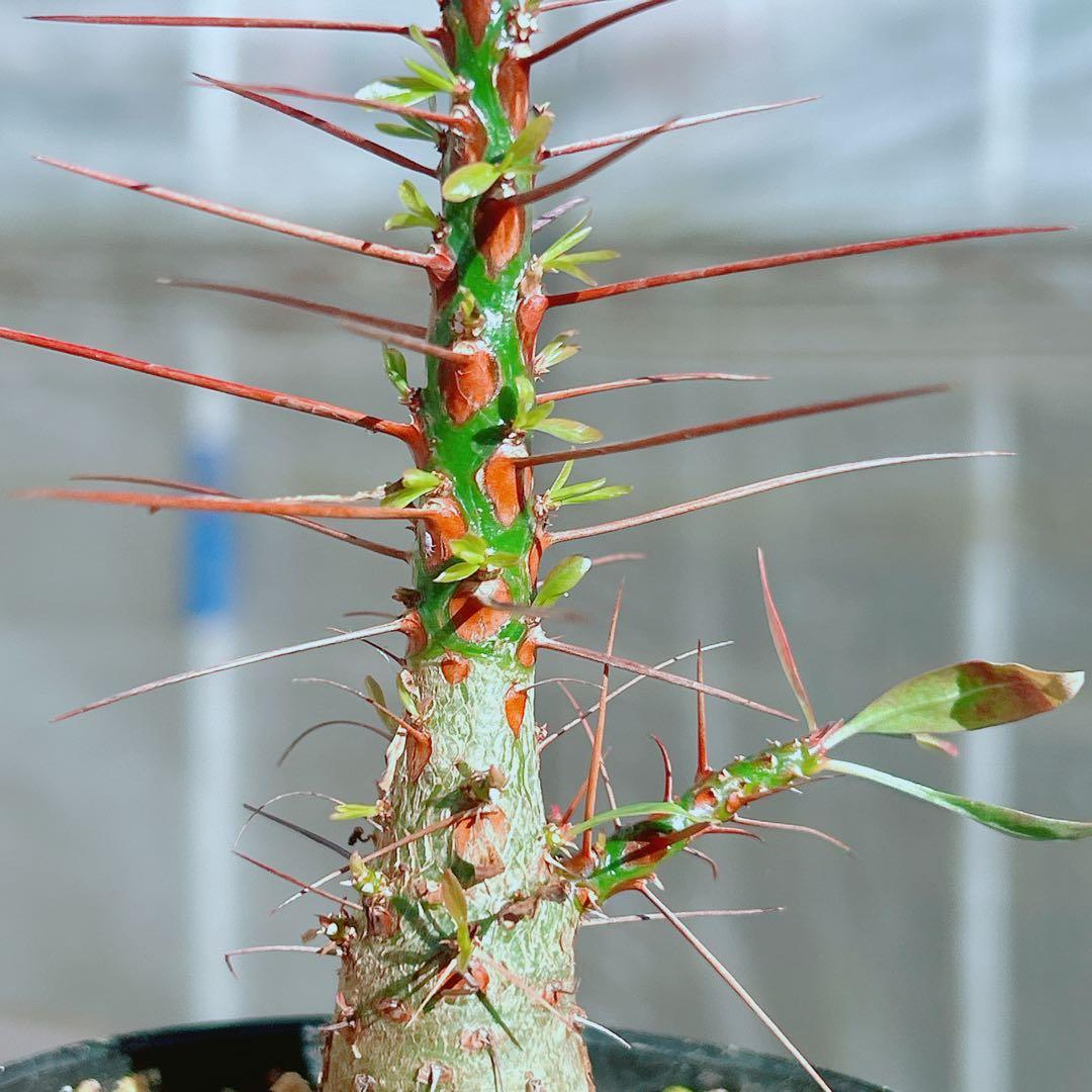 【早い者勝ち★国内実生株！】　フォークイエリア　プルプシー　鉢のまま発送　95