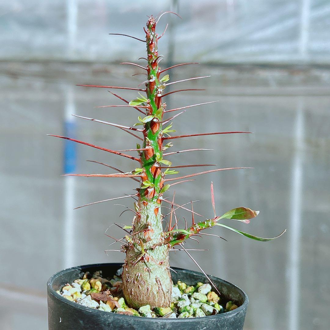 【早い者勝ち★国内実生株！】　フォークイエリア　プルプシー　鉢のまま発送　95