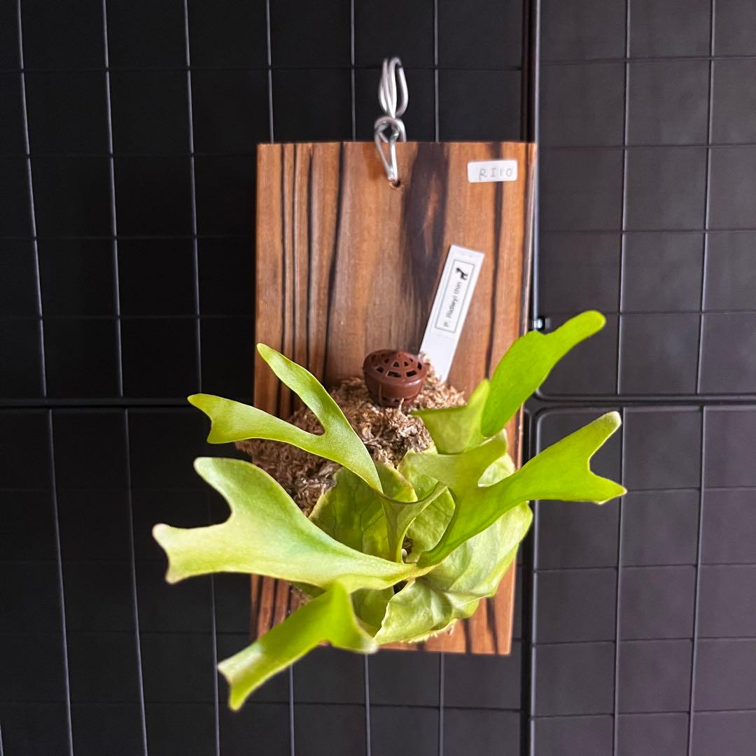 RI10)ビカクシダ・リドレイシンフォーム 細葉 板付け - メルカリ