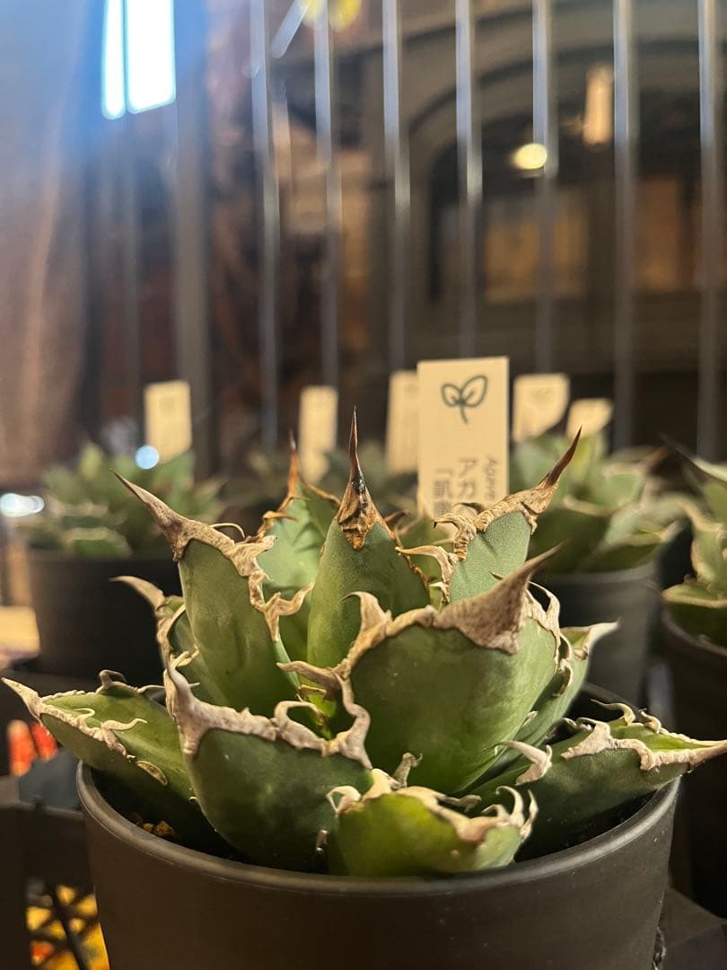 ワン太郎様専用アガベ 9個セット販売 シーザー パンダ ライオンズ