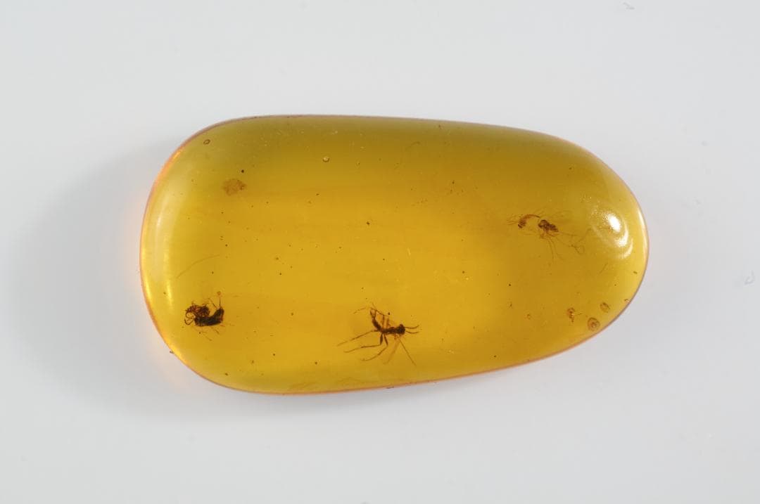 ZB329虫入り琥珀化石 ミャンマー カムティかタナイ産 9900万年前