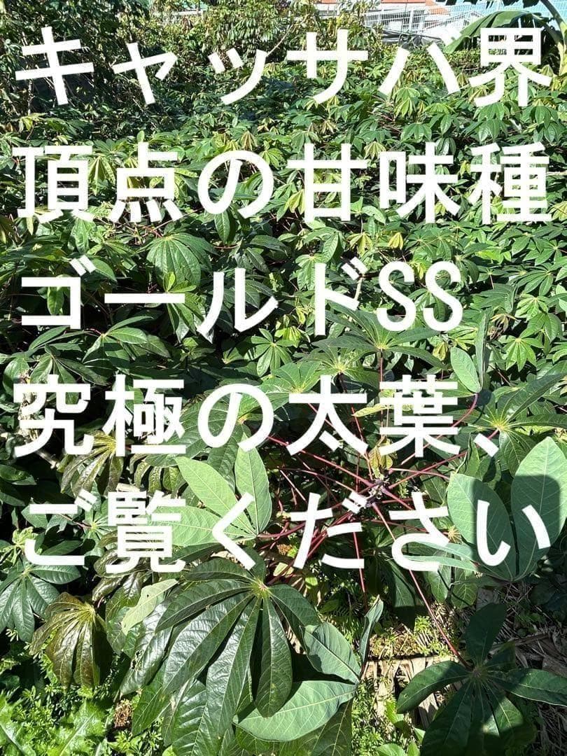官能的な旨味と甘味。超高級☆キャッサバ・ゴールドSS☆挿し木枝。60