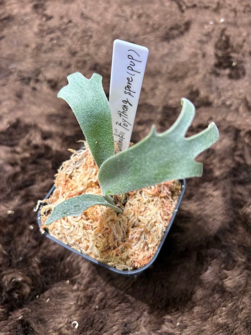 P.willinckii Foythong spore pup - メルカリ