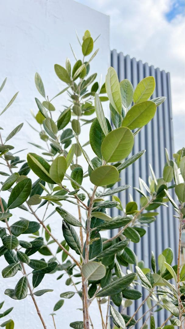 超美形。仕立てフェイジョア1.8M(鉢底から)品番B