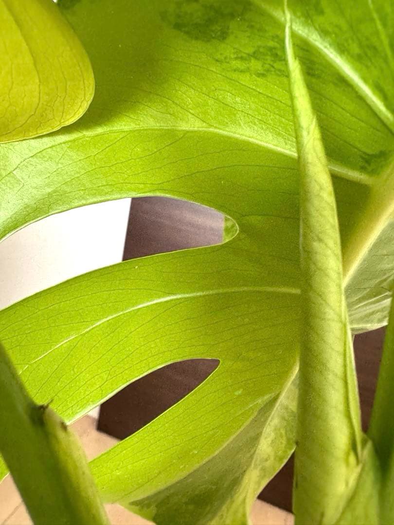 超希少】モンステラ デリシオーサ イエローマリリン 4葉付き大株 発根