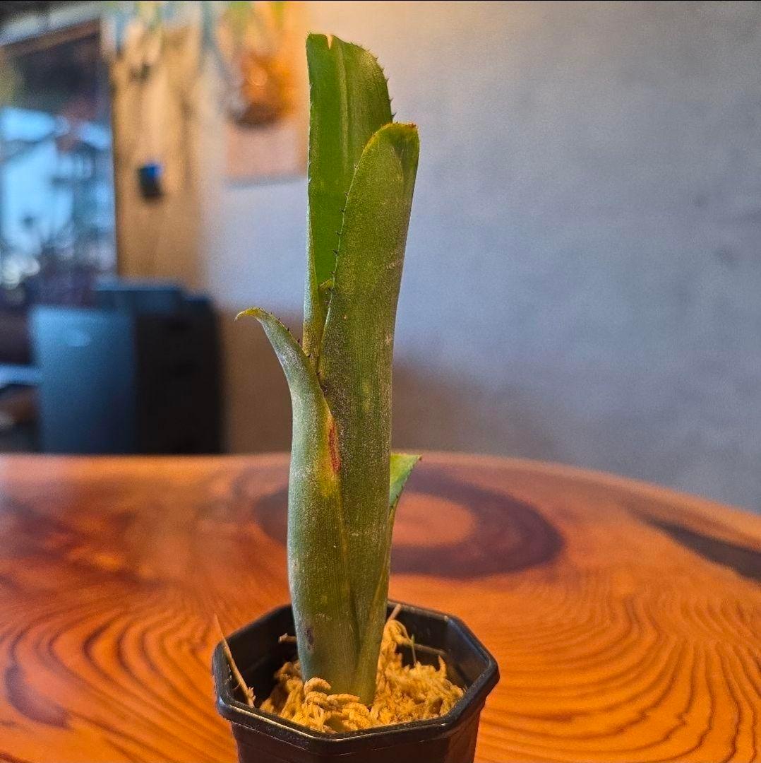 ビルベルギア ディッピンドッツ】孫株出そうな突起付き♪発根済